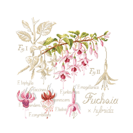 Linen : «Fuchsia» Study (maxi-pattern)