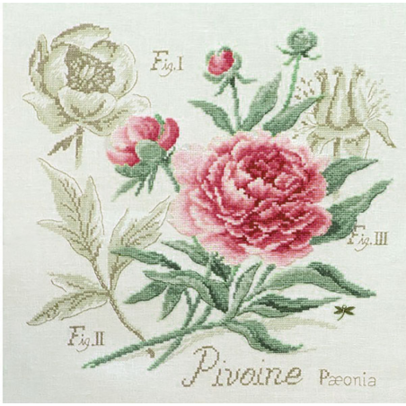 Aïda «Pivoine» Study (maxi-pattern)