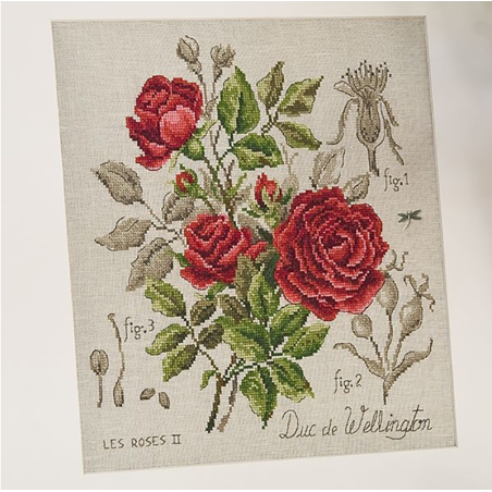 Linen rose study «Duc de Wellington» (maxi-pattern)