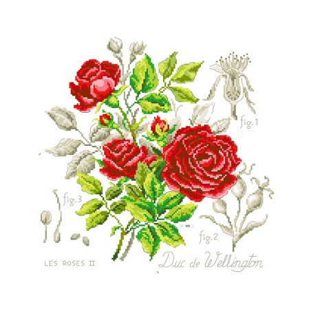 Linen rose study «Duc de Wellington» (maxi-pattern)