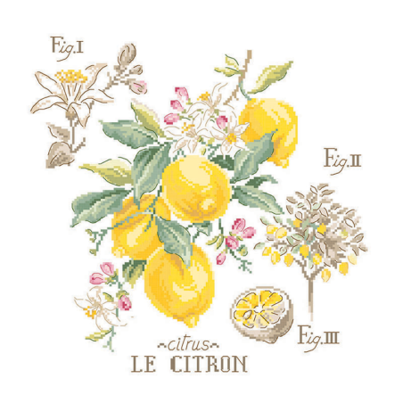 Aïda «Citrons» Study (Maxi pattern)