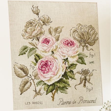 Aïda rose study «Pierre de Ronsard» (Maxi Pattern)