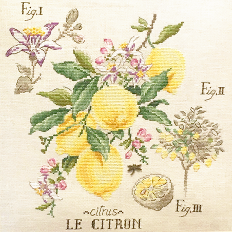 Aïda «Citrons» Study (Maxi pattern)